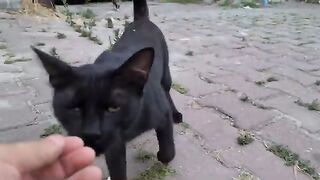 Black mother cat has an adorable and very cute little tabby Kitten.