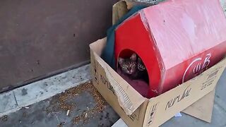 Homeless mother cat lives on the street with her Kittens.