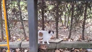 As if the sweetest street cats in the world came together in this park.