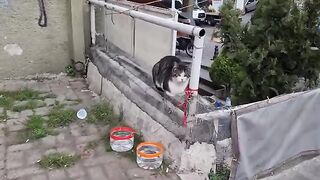 Cute female cat gets Angry and slaps the male cat who approaches her.