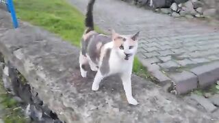 Two gorgeous, lovely friendly Stray Cats.