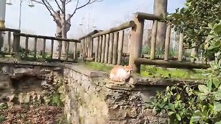 If you sit in this park, you will soon be surrounded by cats.