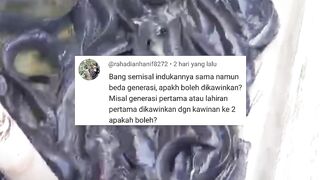 Induk lele beda GENERASI apakah boleh dipijahkan❓