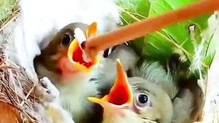 funny little birds