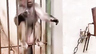 Funny monkey ????