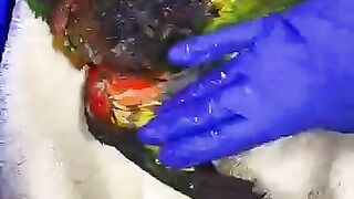 This girl saved a rainbow lorikeet and then this happened #parrot #babyparrot #short