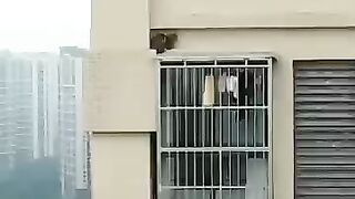 Their Cat trapped on building ???? Wait For the End | cute Cat rescue anima rescue dog rescue story