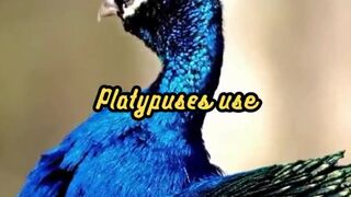 Animal Facts    Platypus Electroreception      #shorts