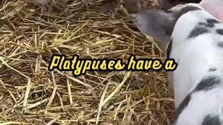 Animal Facts    Platypus Sixth Sense      #shorts