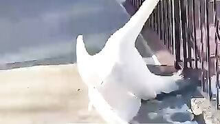 This kind man rescued a swan stuck in a fence #shorts