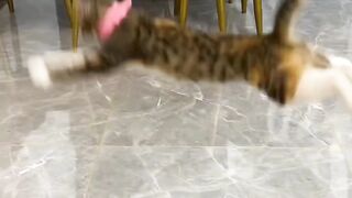 _Tap_the_link_in_my_bio_to_get_yours_✨_or_go_visit_our_online_store___petslovestory.com___This_gives_the_cats_good_exercise_