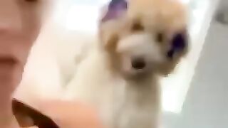 The animals???????? animals videos #funnyanimals #animalsfunny #pets #shorts