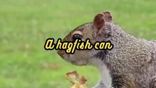 Animal Facts   Hagfish Slime    #shorts