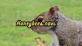 Animal Facts   Honeybee Navigation    #shorts