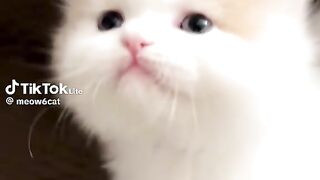 The kitten said, "Mom, I'm hungry!"????????????#cat #catsoftiktok #kittycat #cutecat #funnycat #foryou #meow #fyp #funnyvideos