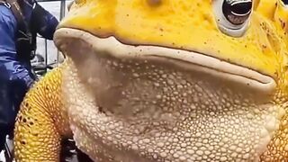 "Shocking Discovery: Giant Frog Caught by Fishermen at Sea!"