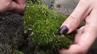 Moss Micro Landscape Art