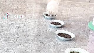 #kucinglucutiktok #catsvideo #meow #funnycat #videokucinglucu #kucingviral #bulus #catlitterbox #catsoftiktok #catlitterbox