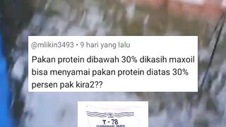 Pakan protein dibawah 30% dibibis maxoil apakah bisa menyamai pakan protein 30%❓