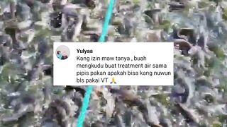 Pemupukan air kolam dan BIBIS pakan dengan BUAH MENGKUDU bisa atau TIDAK❓