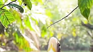 FISH JUMPS TO EAT FRUITS OF THE TREE