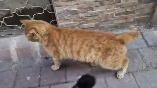 An orange male cat in Heat thinks the other male cat is a female cat.