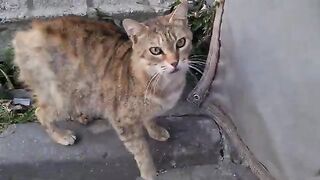 Angry Tailless Cat brutally Attacks all cats it encounters.