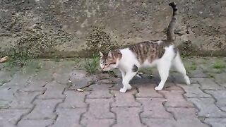 Dozens of Cute Street Cats.