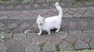 Very Cute White Stray Cat.