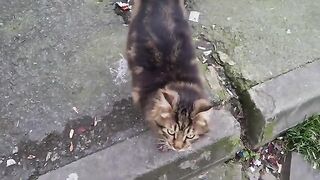 Long haired and very cute tabby cat