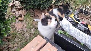 Cute calico cat with a beautiful face.