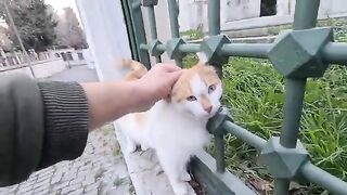 OMG Homeless Stray Cat Incredibly Sweet.