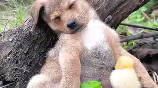 A puppy sleeping with Ducklings۔