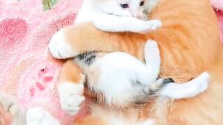 See cute cats l funny cats l cute cats l pets cute cats