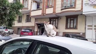 Jealous Cat gets jealous of the cats around him and Attacks them.