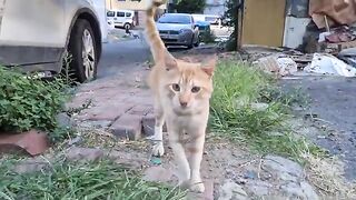 Cute hungry cats live in ruins.