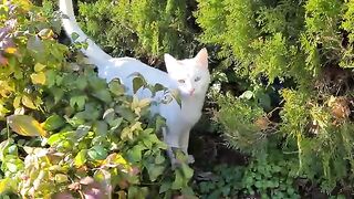 Shy and Very Cute White Cat.