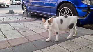 This Cute Cat may be one of the Cutest calico cats you've ever seen.