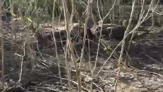 Komodo feed on Timor Deer