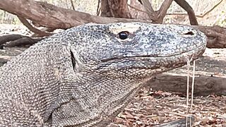 Saliva komodo dragon