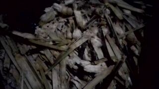 Sugarcane husks