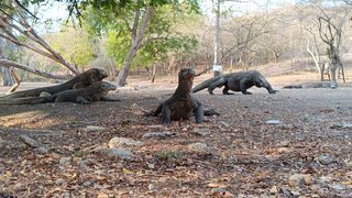 Komodo dragons on their habitat