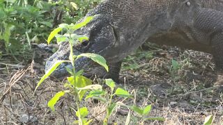 Komodo dragon