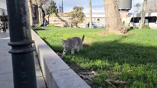 Cute street cat accepted my friendship by touching her finger with her paw.