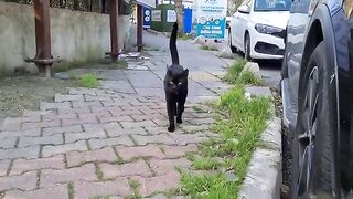 Very handsome black male cat.