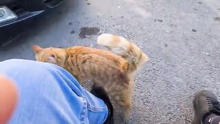 Two cute orange cats came up to me and asked me to give them attention.