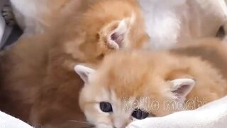 Non-Stop Laughter with Hilarious Kitten Moments! ????????