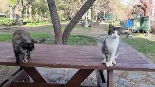 Very cute and friendly cats.