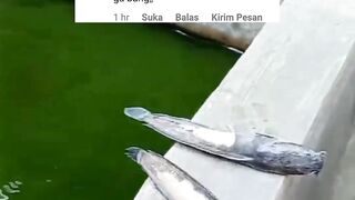 Jika ikan lele MATI apakah boleh kita konsumsi❓