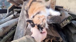 Calico cat with wonderful fur color and gorgeous eyes.